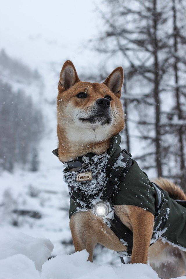 Orbiloc Safety Light Hvit