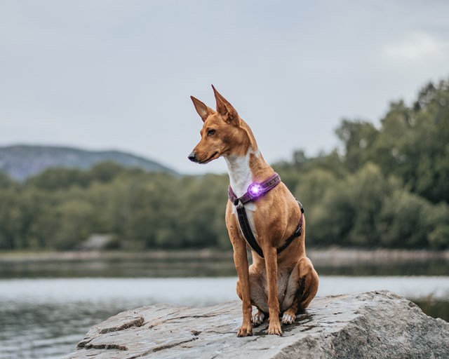 Orbiloc Safety Light - Purple