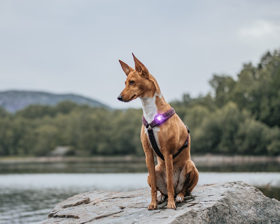 Orbiloc Safety Light - Purple - Rask levering & 14 dagers åpent kjøp