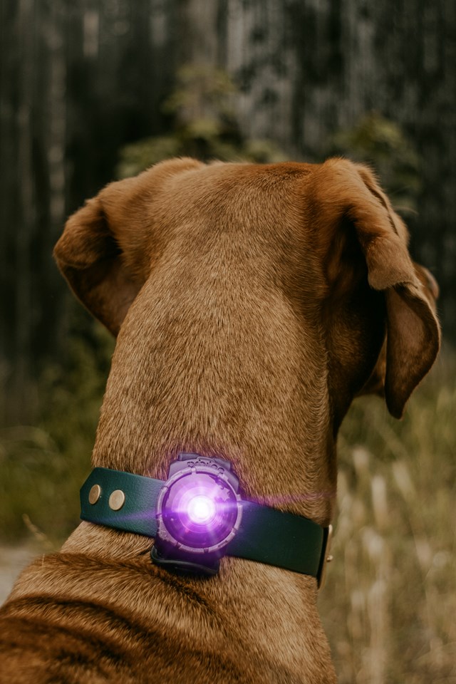 Orbiloc Safety Light - Purple