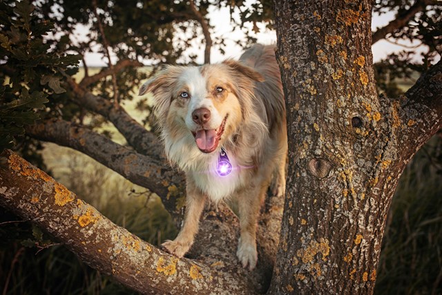 Orbiloc Safety Light - Purple