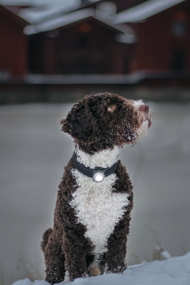 Quick Mount Adjustable - Feste til Orbiloc