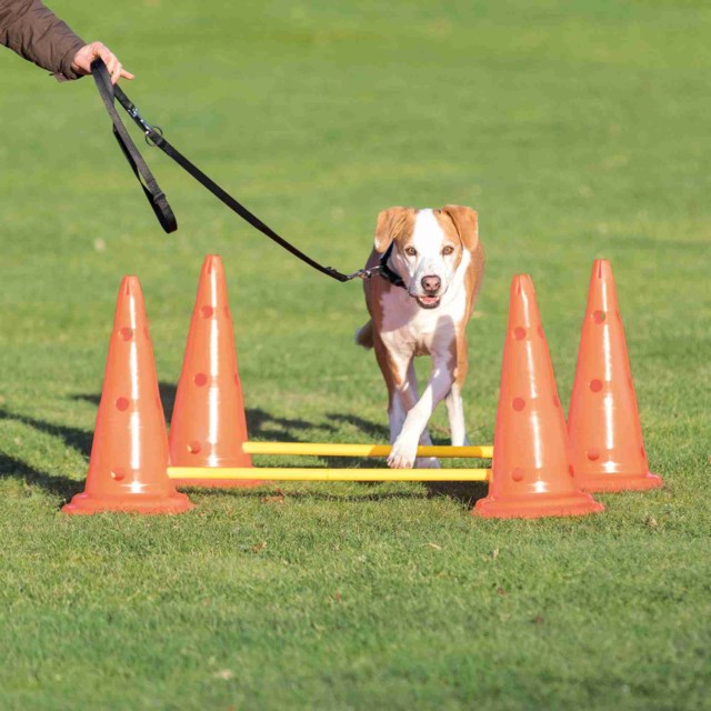 Agility Hinder 4 Kjegler 2 Stenger 100cm