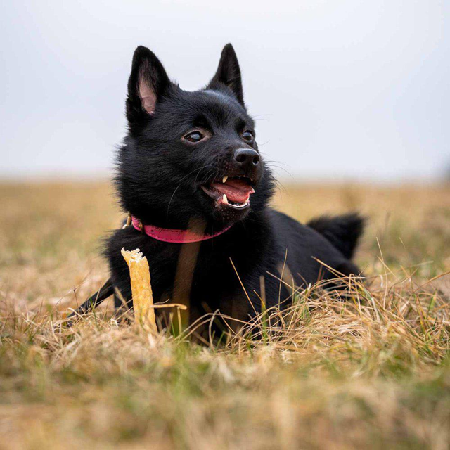 Ozami Premium Tyggebein Elg 3-pack 14 cm