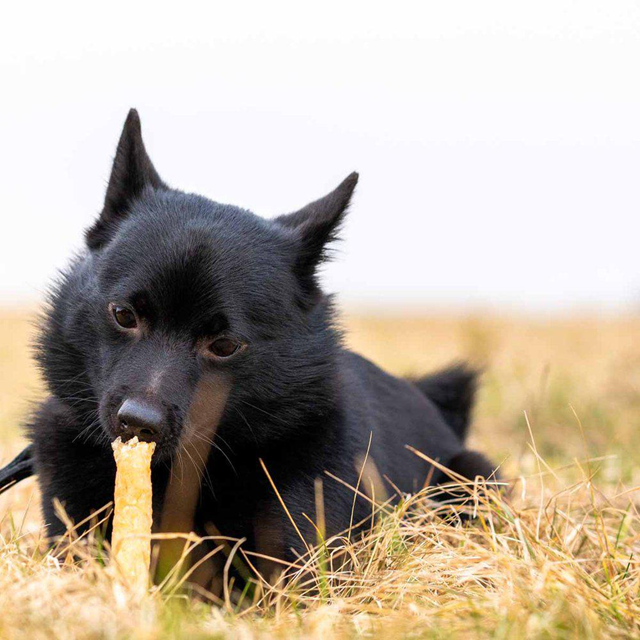 Ozami Premium Tyggebein Elg 3-pack 14 cm