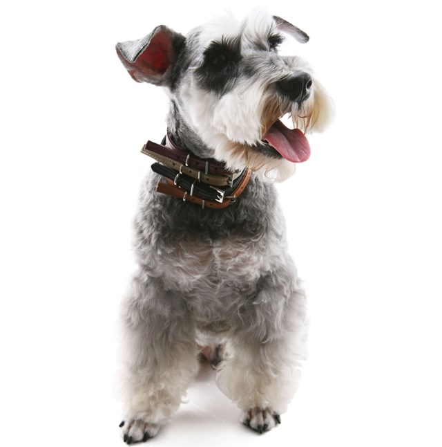 Original Basic Halsbånd + Kobbel Mørkeblå