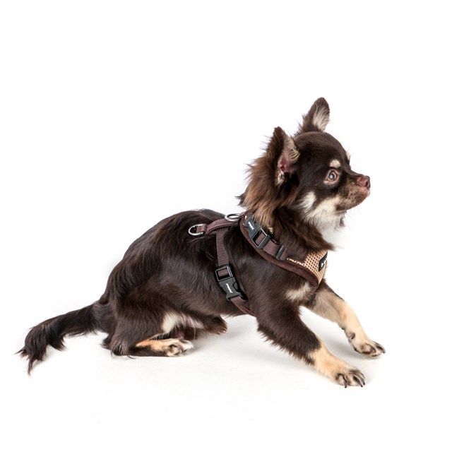 RITEFIT SOFT Beige - Hundesele