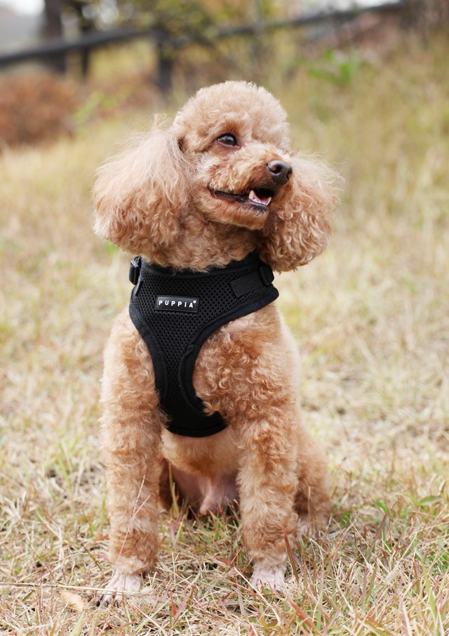 RITEFIT SOFT Black - Hundesele