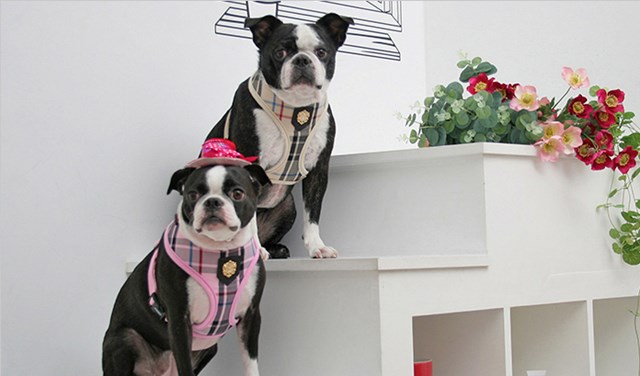 Junior Pink - Hundesele