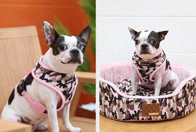 Legend Pink - Hundesele