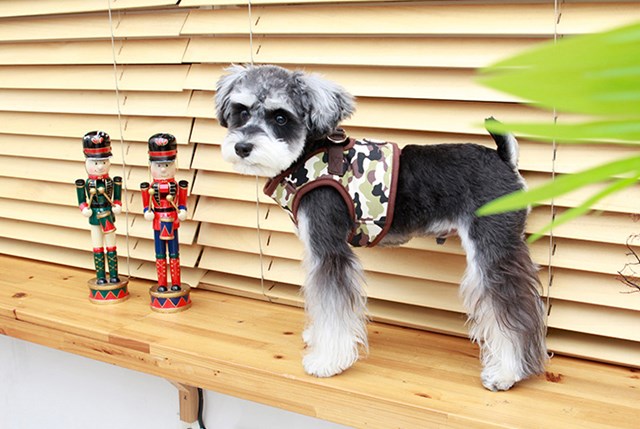 Legend Brown - Jacket Hundesele