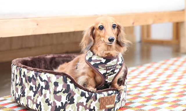 Legend Brown - Hundesele