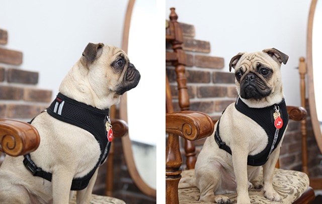 Dex Black - Hundesele XL