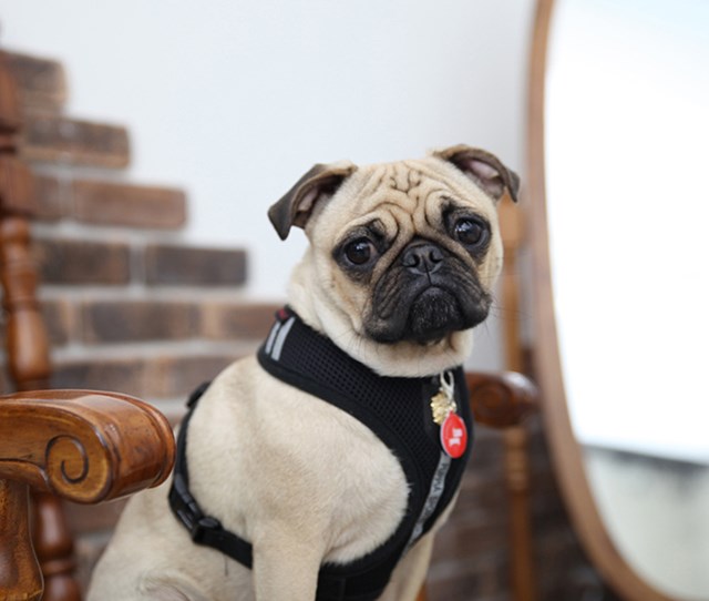 Dex Black - Hundesele XL