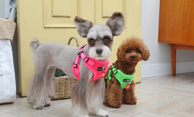 NEON SOFT Pink - Step-in Hundesele LARGE