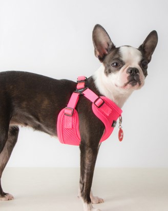 NEON SOFT Pink - Step-in Hundesele LARGE