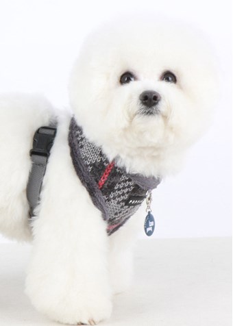 Eldric Grey - Fôret Hundesele - Small