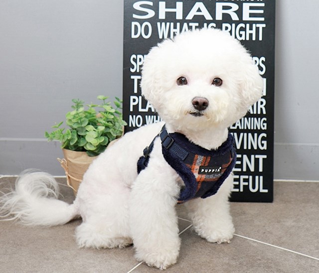 KEMP Navy - Fôret Step-in Hundesele