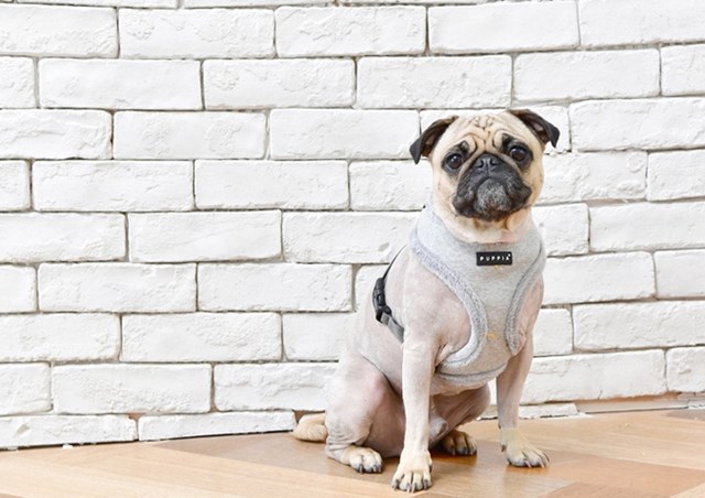 Gia ML. Grey - Fôret Hundesele