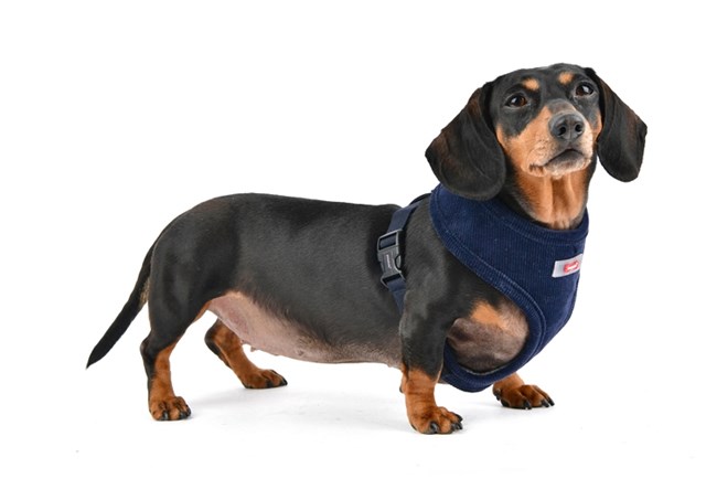 Classy Navy - Hundesele