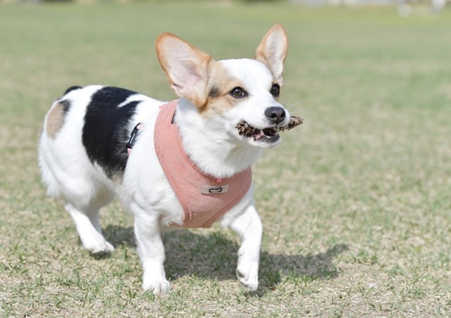 Classy Peach - Hundesele