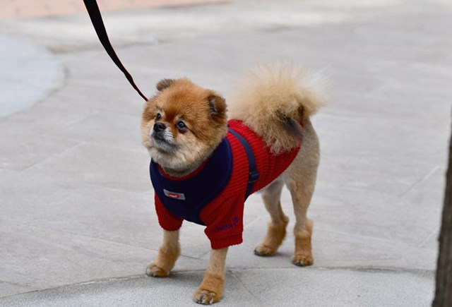 Classy Navy - Hundesele