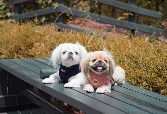 Classy Navy - Hundesele