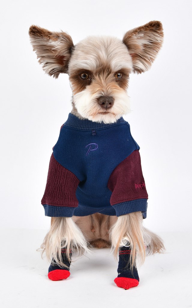 Dylan Navy - Hundesokker