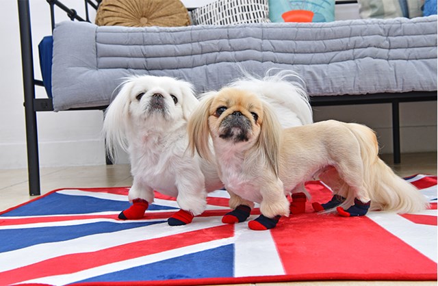 Dylan Navy - Hundesokker