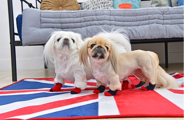 Dylan Red - Hundesokker