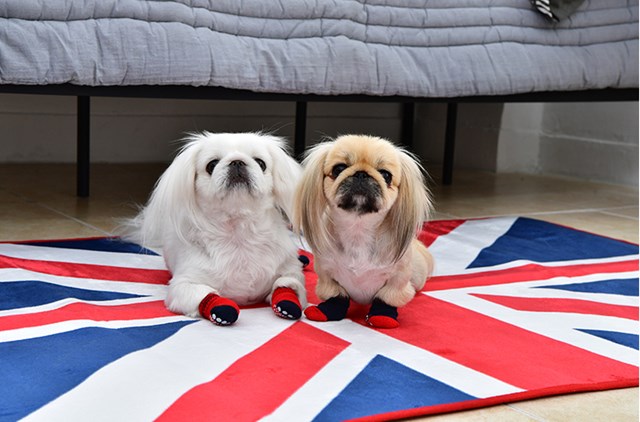 Dylan Red - Hundesokker