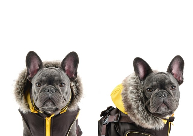 Orson Brown/Yellow - Hundedekken med Lue og Integrert Sele