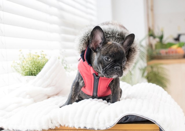 Orson Red/Navy - Hundedekken med Lue og Integrert Sele