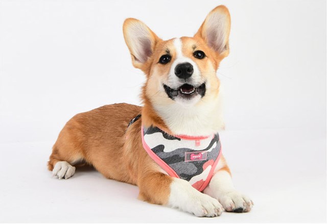 Ensign Pink Camo - Hundesele