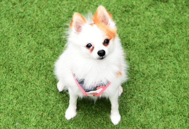 Ensign Pink Camo - Hundesele