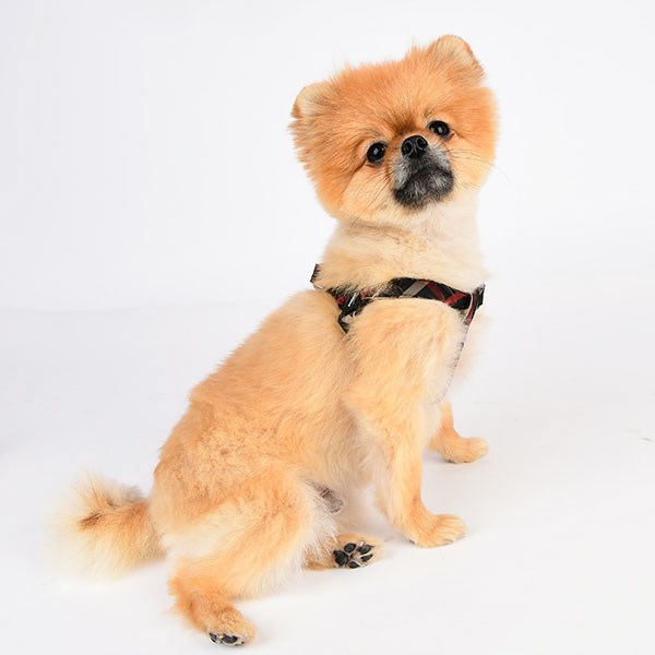 Baxter - Step-in Hundesele