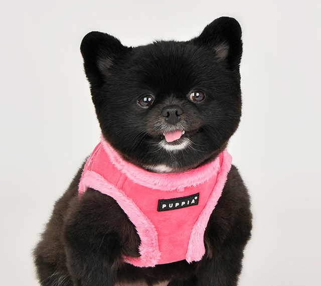 TERRY PINK - Fôret Jacket Hundesele
