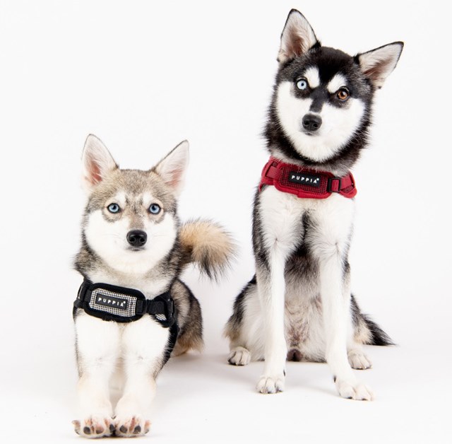 Puppytooth X Black - Step-In Hundesele