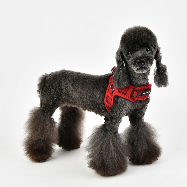 Puppytooth X Wine - Step-in Hundesele