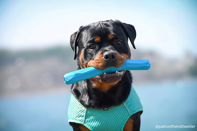 Gnawt-a-Stick Flytende Pinne - METOLIUS BLUE