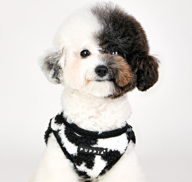 Serval Svart - Jacket Hundsele