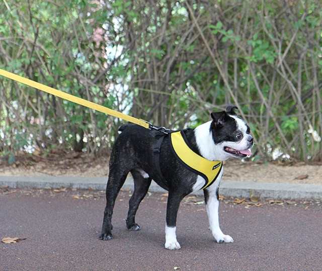 TWO-TONE Yellow - Tøykobbel