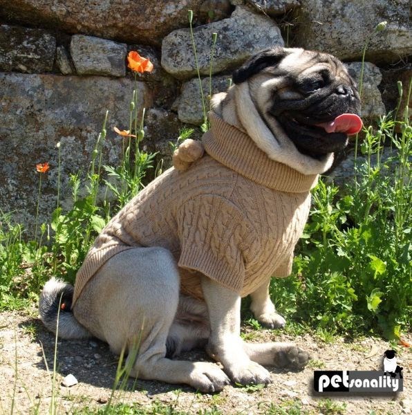 Petsonality Jersey Beige