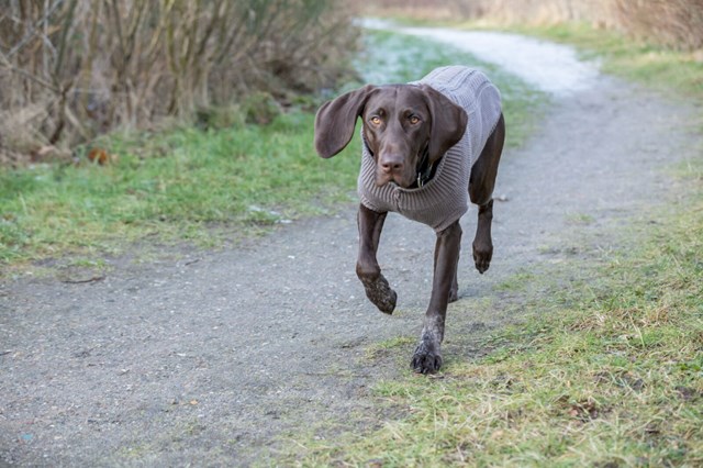 Kenton Svart – Hundegenser