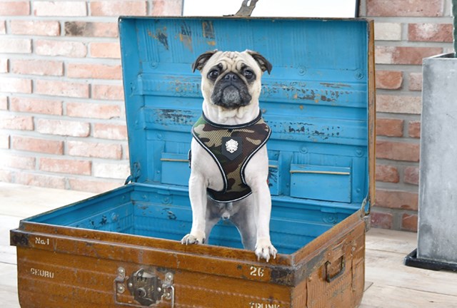 THERMAL SOFT Camo - Hundesele