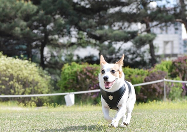 Legacy Black - Hundesele