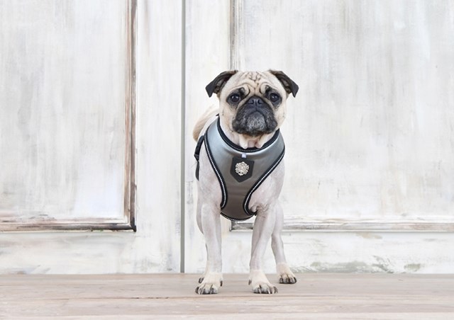 Legacy Grey - Hundesele