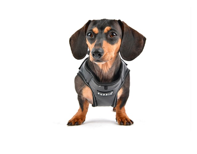 Legacy - Svart Hundesele