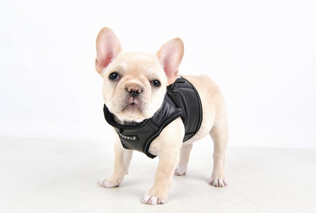 Legacy - Svart Hundesele