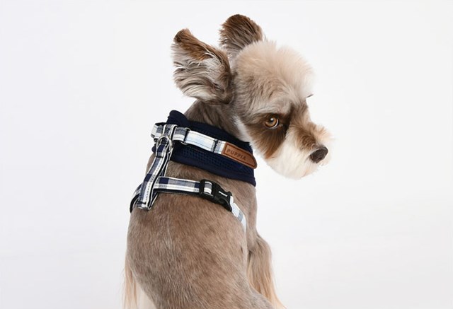 Neil Superior Navy - Hundesele